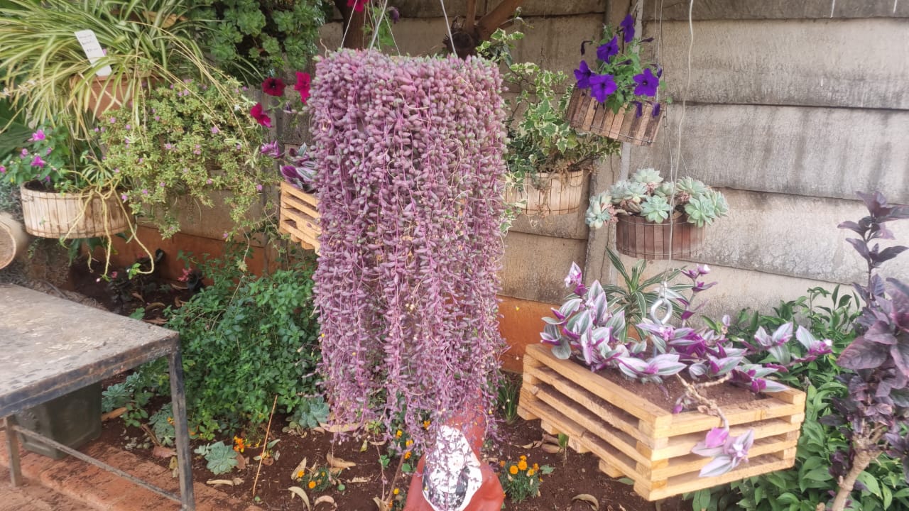 Various Hanging Baskets of Succulents
